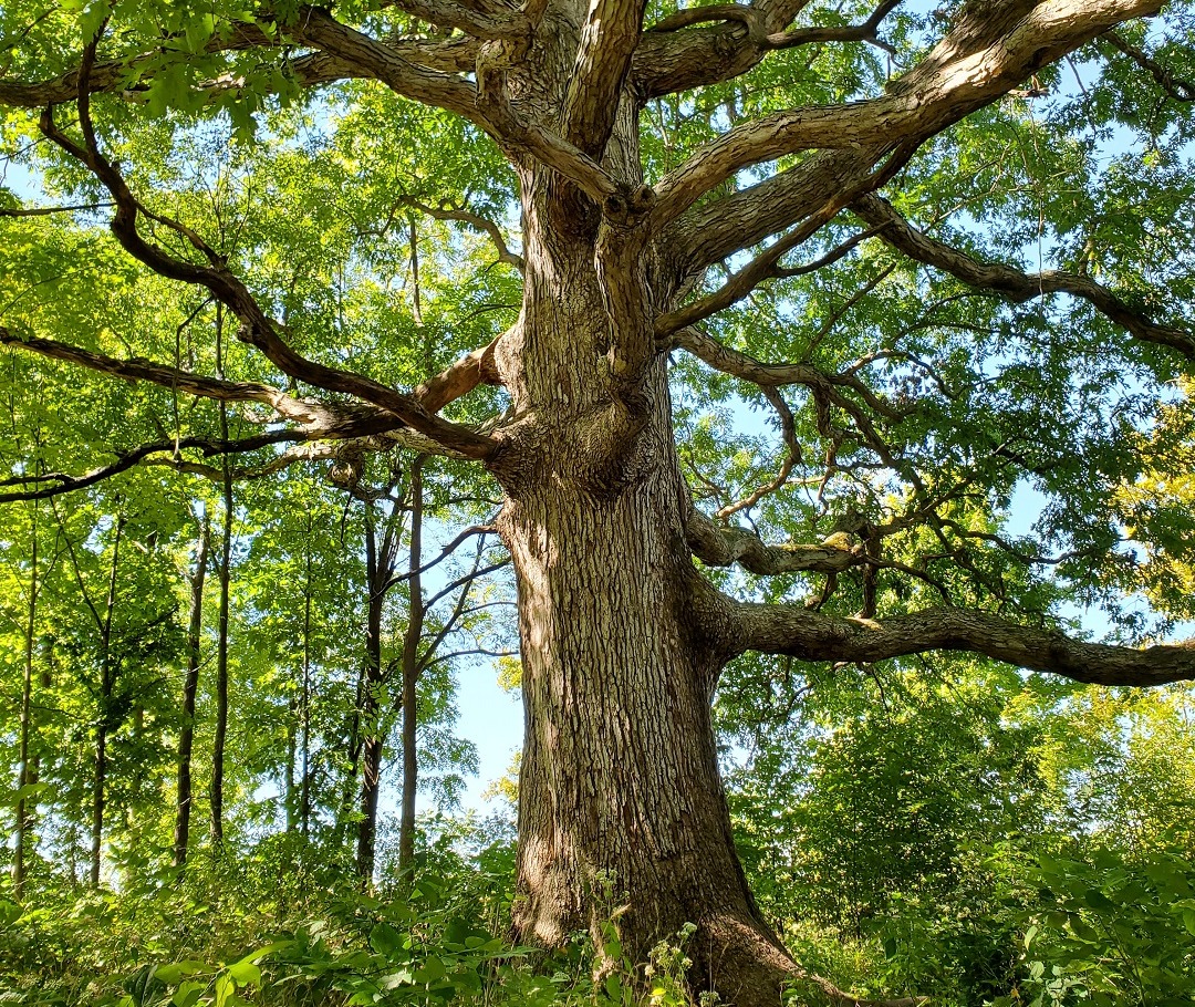 Large Mature Tree In The Forest