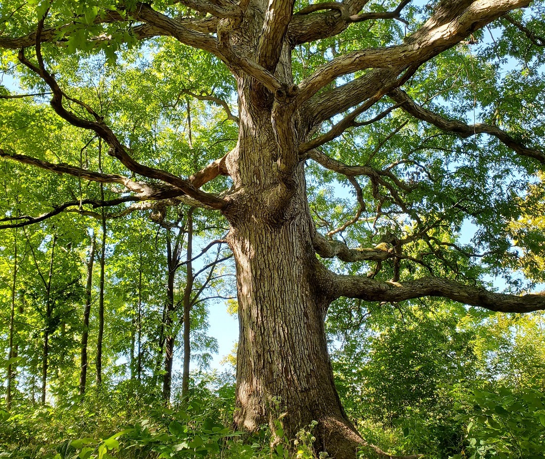 Large Mature Tree In The Forest Large Mature Tree In The Forest