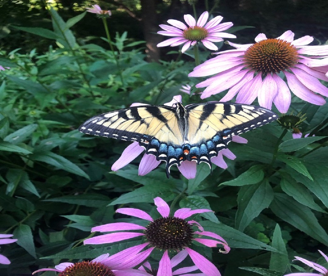 butterfly in a herb garden