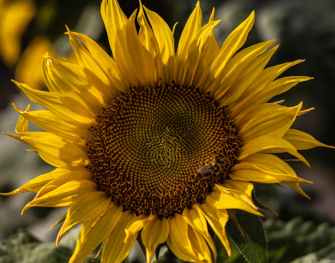 We want to add sunshine to your life and health
