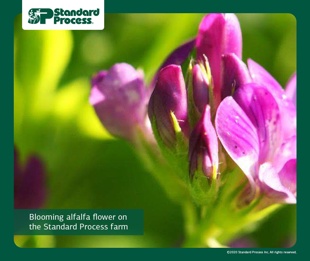 Morning Dew on Barley Morning Dew on Barley