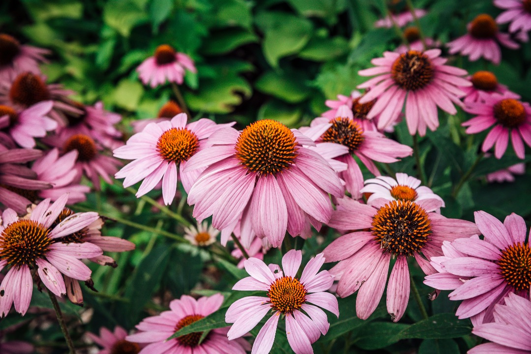 Echinacea