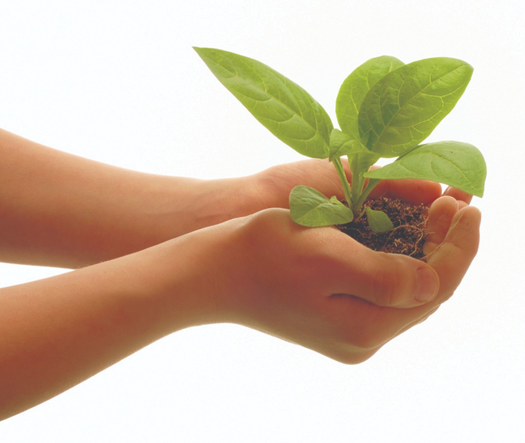 Hands holding a herb.