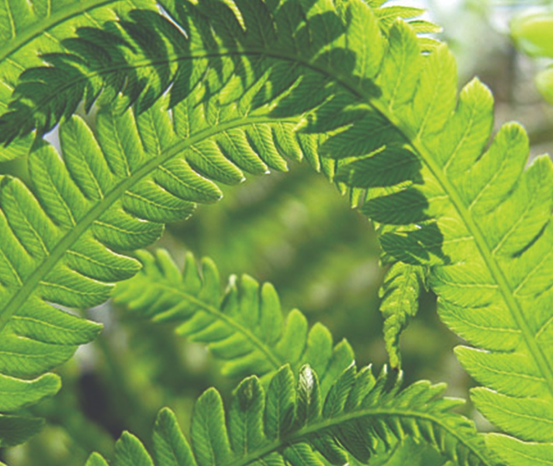 Fern photo Fern photo