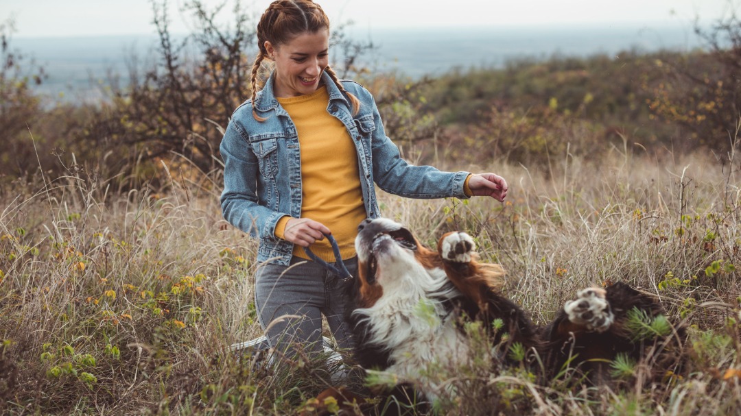 Young woman in braids and denim jacket playing with her Bernese Mountain Dog in a dry field. 