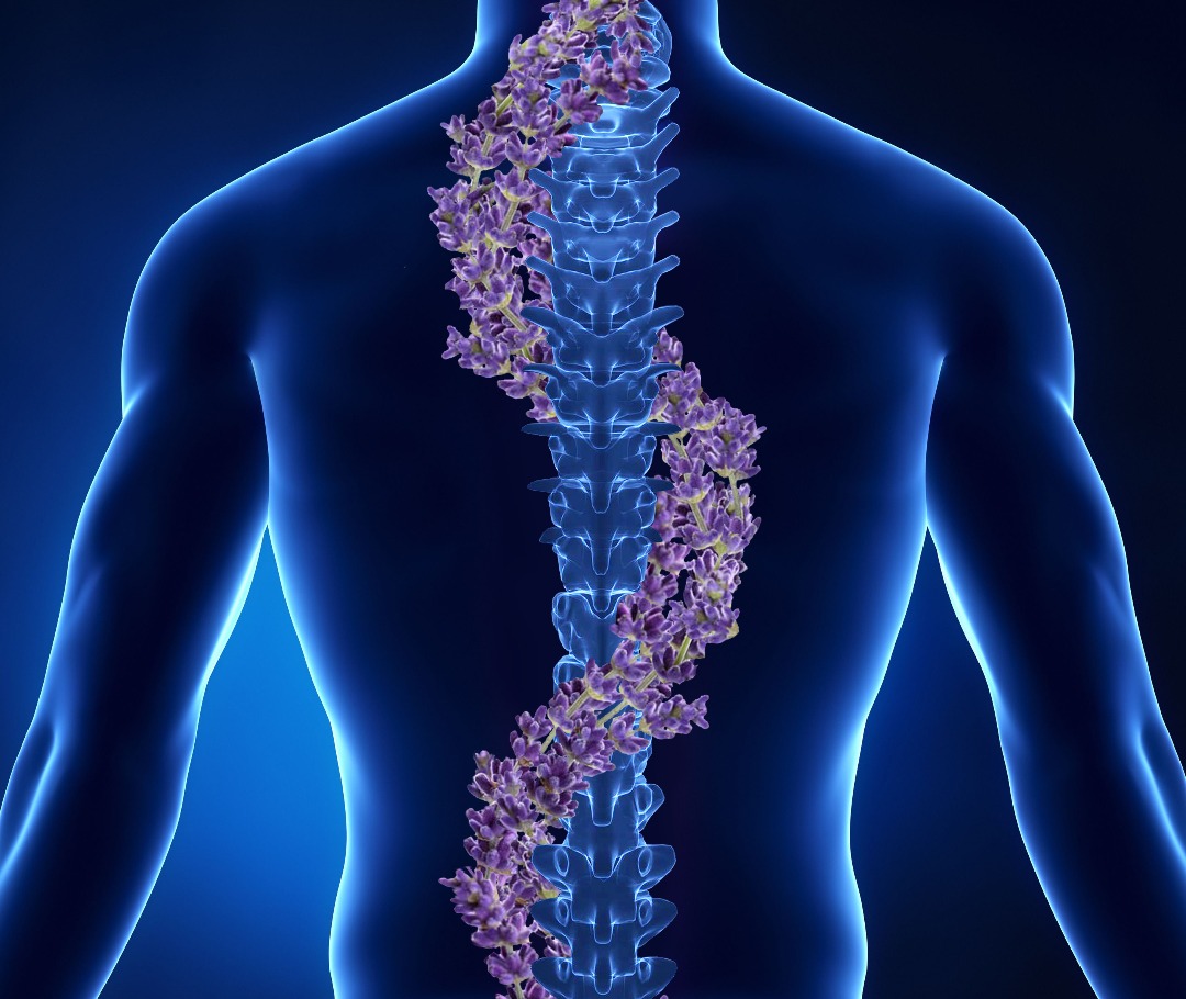 Spine entwined with a garland of lavender